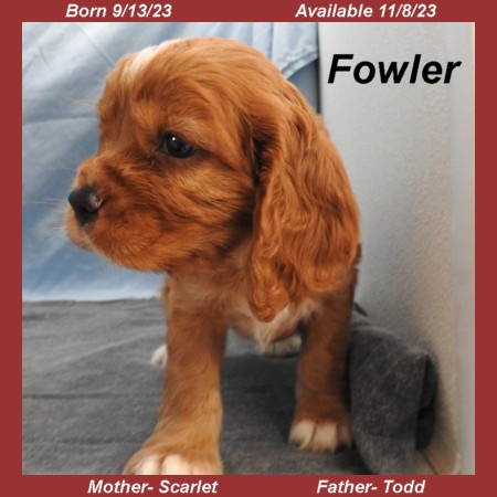 puppy, for, sale, Cockilear, Joe & Cherri  Overlease, dog, breeder, Miller, MO, dog-breeder, puppy-for-sale, forsale, nearby, find, puppyfind, locator, puppylocator, aca